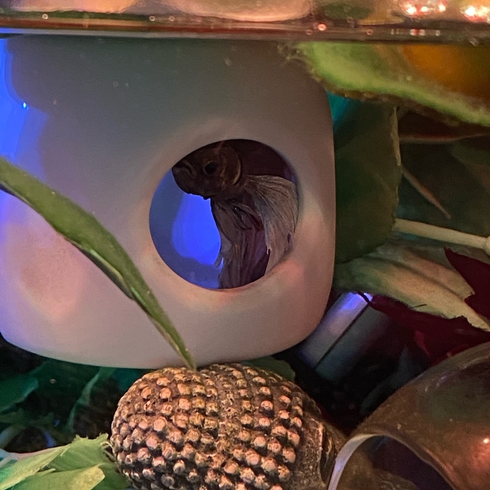 Betta Fish hideout - Picture 8 of 10